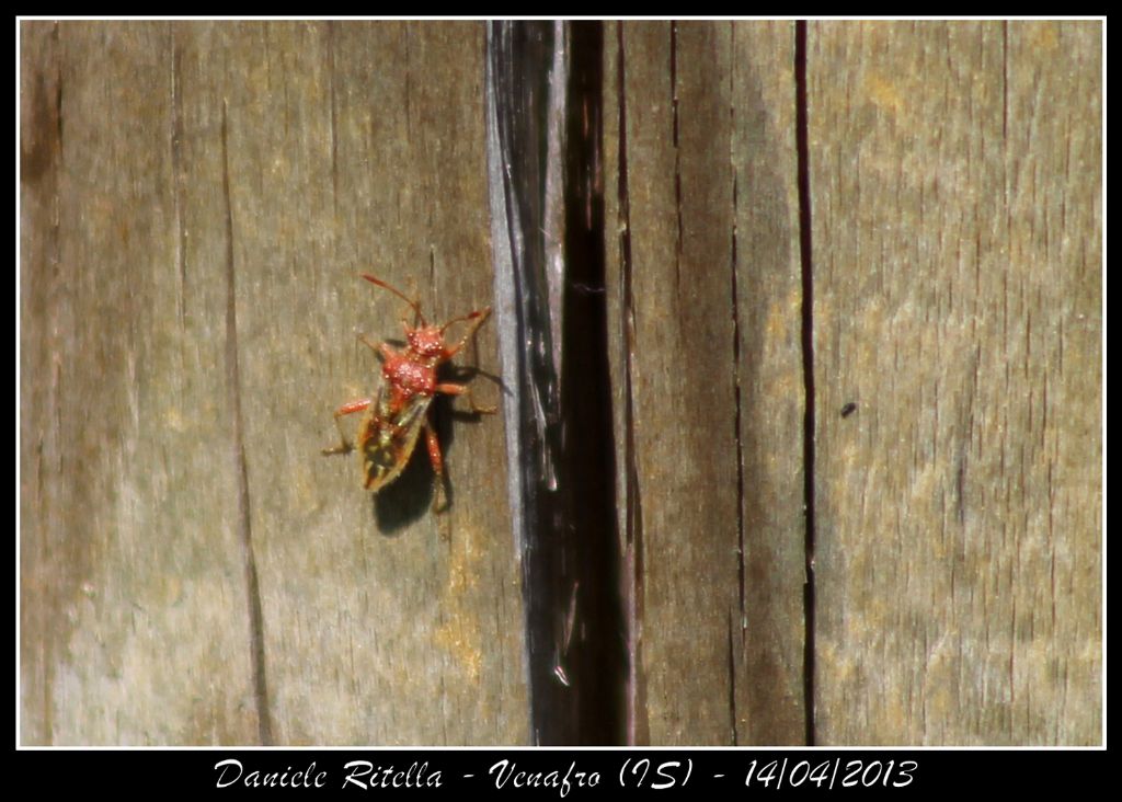 Rhopalidae del Molise